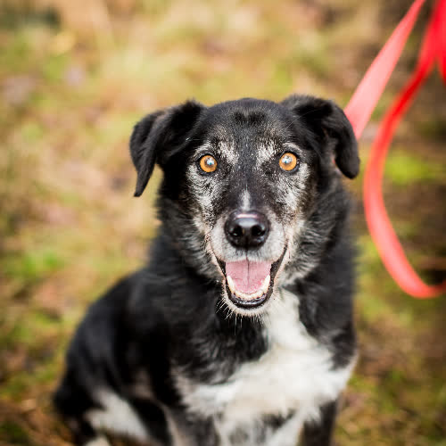 Psy ze schroniska do adopcji Czarek