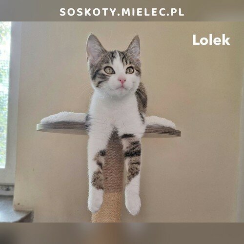 Lolek