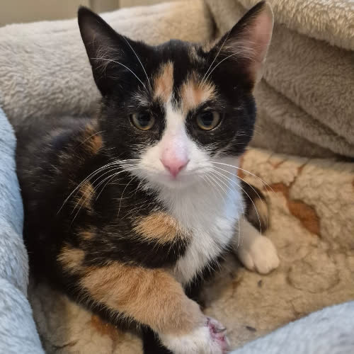 Koty ze schroniska do adopcji Szylcia