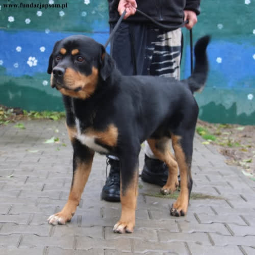 Psy ze schroniska do adopcji Apollo