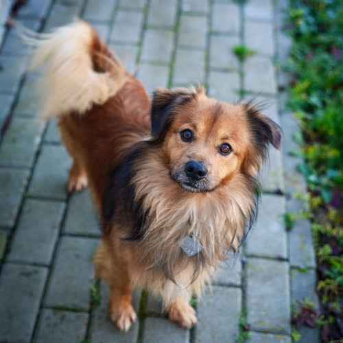 Psy ze schroniska do adopcji Pompon