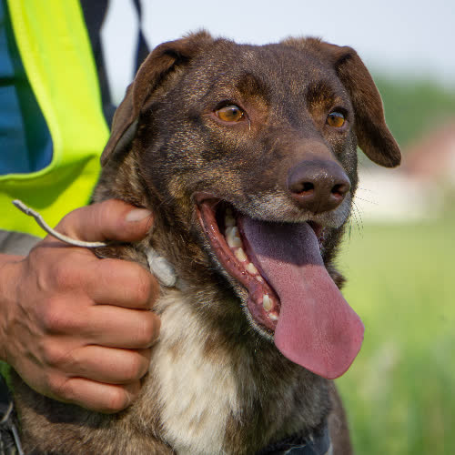 Psy ze schroniska do adopcji Rysiek