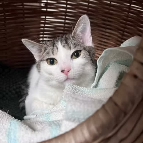 Koty ze schroniska do adopcji LIAM