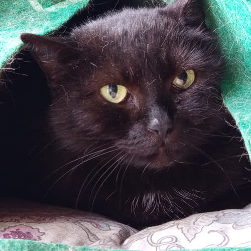 Koty ze schroniska do adopcji Matcha