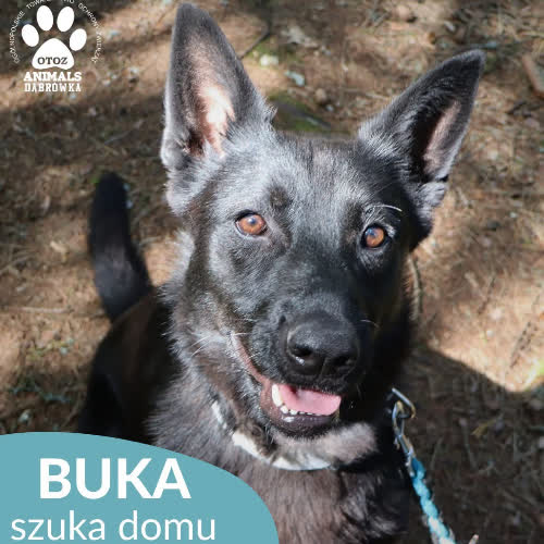 Buka