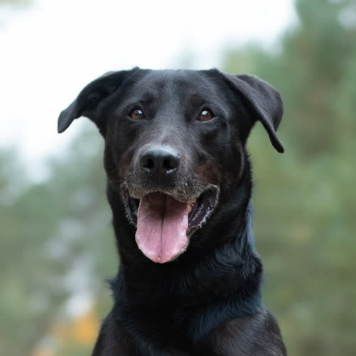 Psy ze schroniska do adopcji Pojętny SABATH 