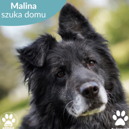 Psy ze schroniska do adopcji Malina