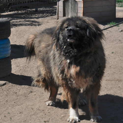 Psy ze schroniska do adopcji Presley