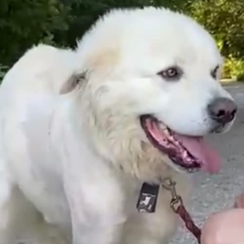 Psy ze schroniska do adopcji Hektor