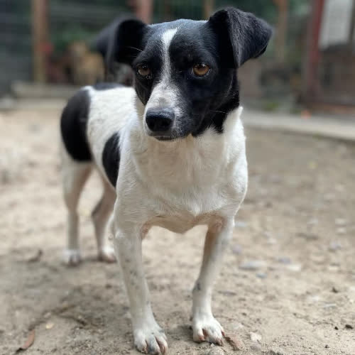 Psy ze schroniska do adopcji Kazia