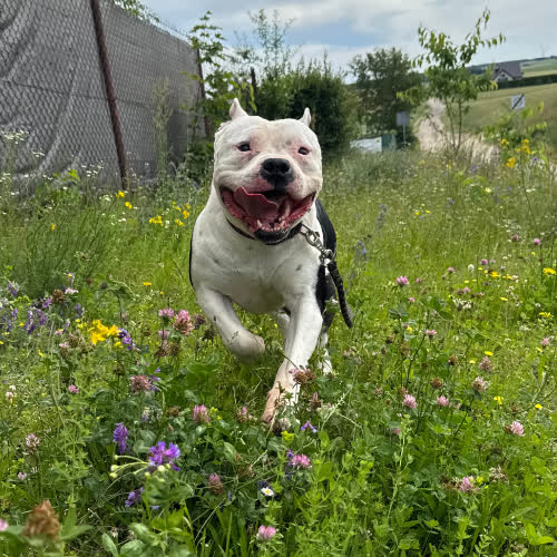 Psy ze schroniska do adopcji Lucek