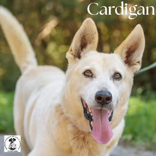Psy ze schroniska do adopcji Cardigan