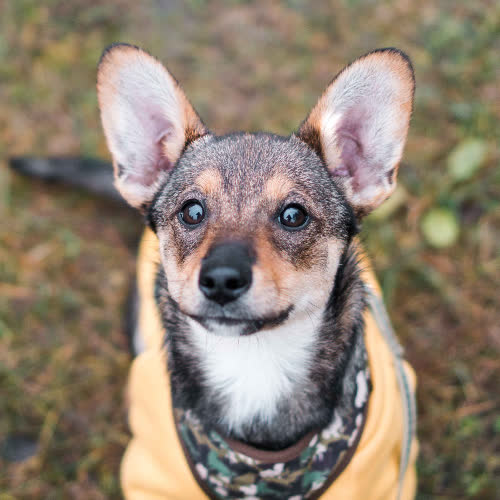 Psy ze schroniska do adopcji Szyszka