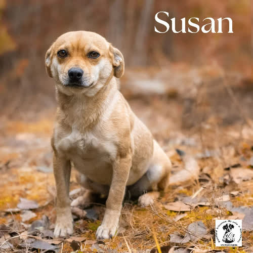 Psy ze schroniska do adopcji Susan