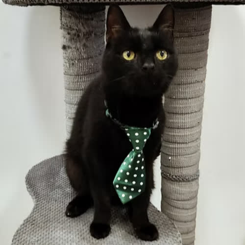 Koty ze schroniska do adopcji OMEN