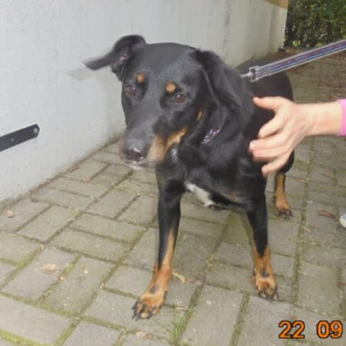 Psy ze schroniska do adopcji Pinka