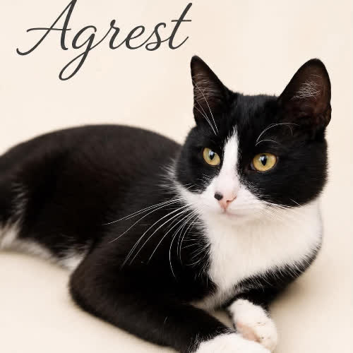 Agrest 