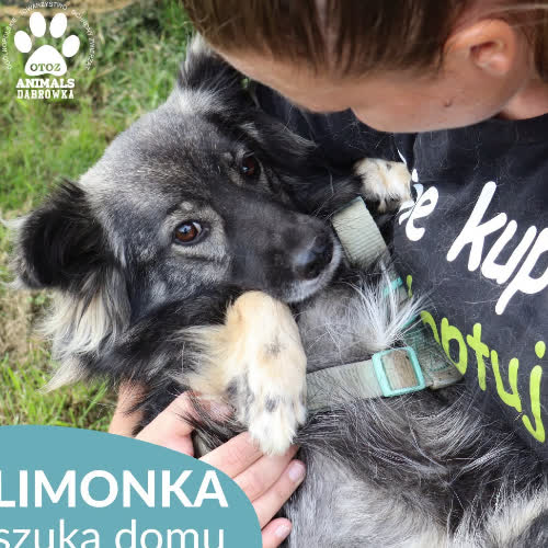 Psy ze schroniska do adopcji Limonka