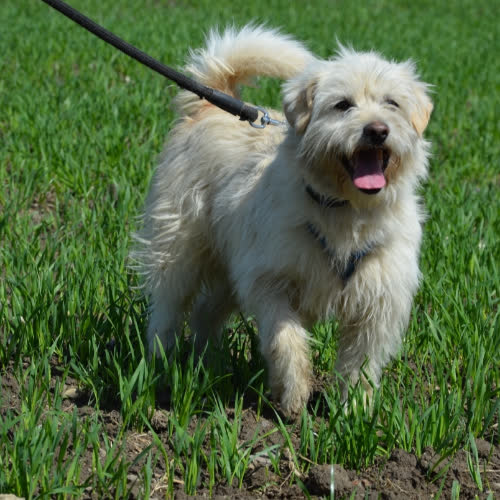 Psy ze schroniska do adopcji OSKAR