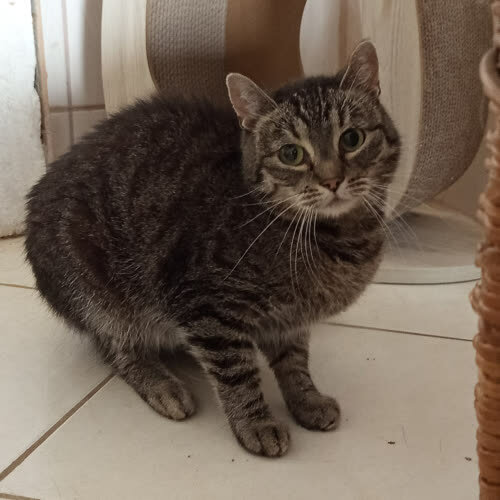 Koty ze schroniska do adopcji Dyzia