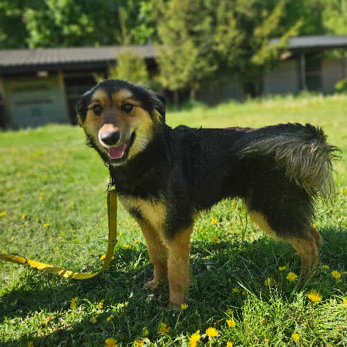 Psy ze schroniska do adopcji Szmizjerka