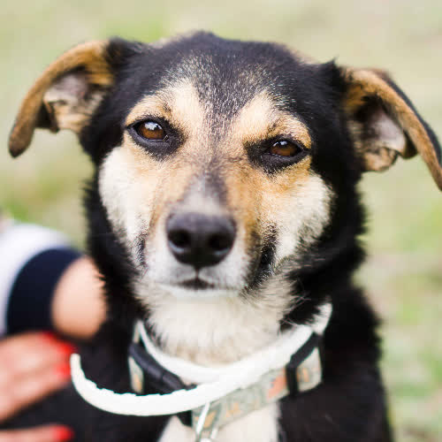 Psy ze schroniska do adopcji Miki