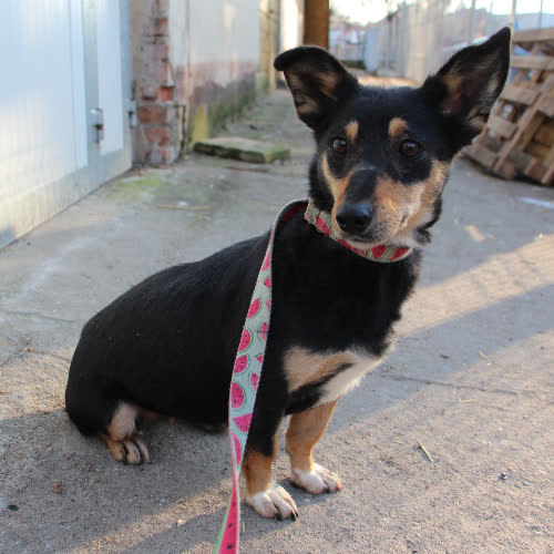 Psy ze schroniska do adopcji WIWI