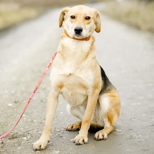 Psy ze schroniska do adopcji Kira