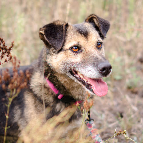 Psy ze schroniska do adopcji Hobi