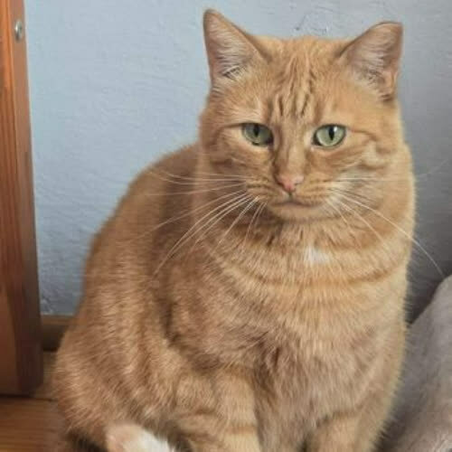 Koty ze schroniska do adopcji Carotka