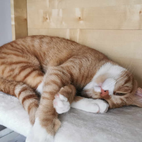 Kociak grzecznosciowo 