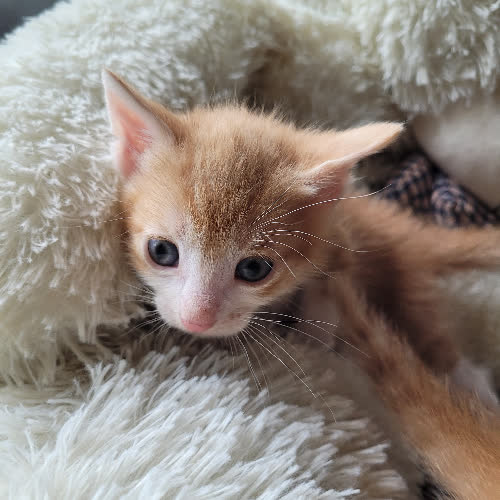 Koty ze schroniska do adopcji Łokietek