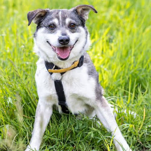 Psy ze schroniska do adopcji Biskit