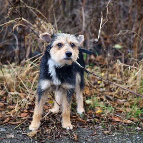 Psy ze schroniska do adopcji Gabi