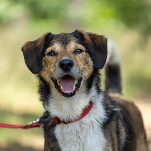 Psy ze schroniska do adopcji Łatek