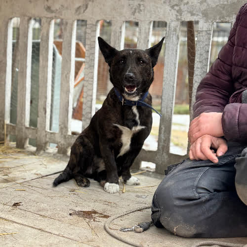 Psy ze schroniska do adopcji Vajana