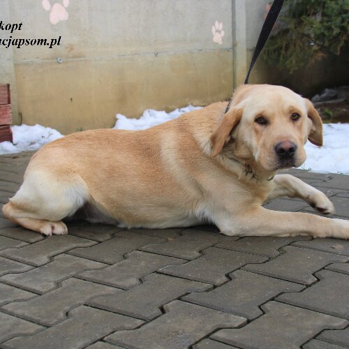 Biszkopt - chętny do zabawy