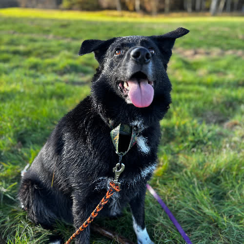 Psy ze schroniska do adopcji Majka 