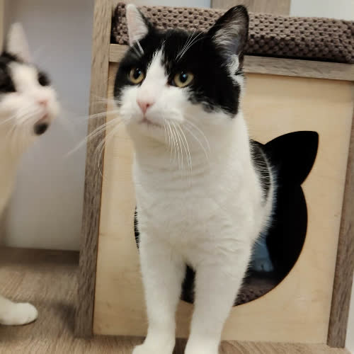 Koty ze schroniska do adopcji MORAX