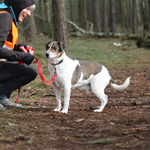 Psy ze schroniska do adopcji Kuba