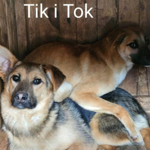 Psy ze schroniska do adopcji Tik i Tok