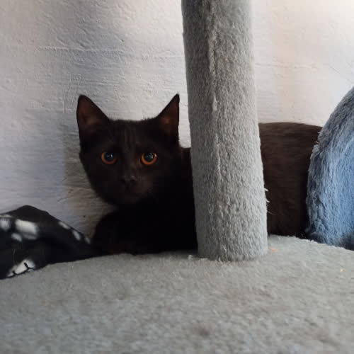 Koty ze schroniska do adopcji 