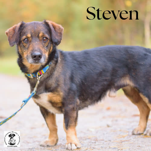 Psy ze schroniska do adopcji Steven