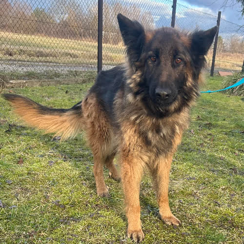 Psy ze schroniska do adopcji Bella 