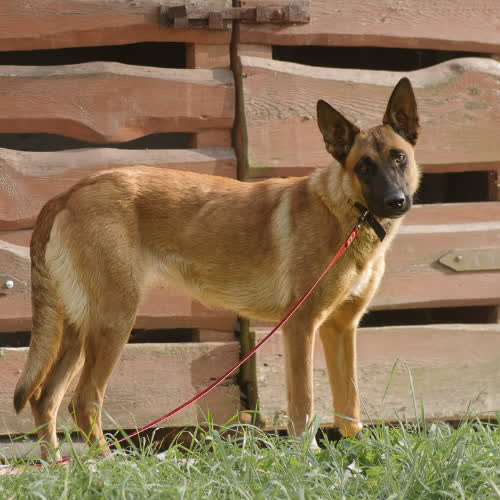 Gawęda owczarek Belgijski Malinois 