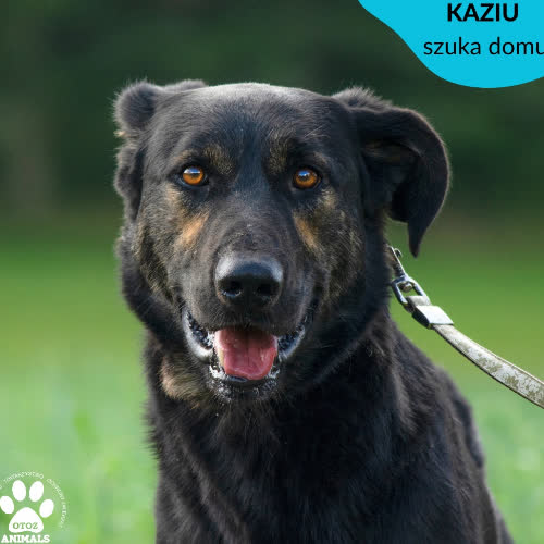 Kaziu