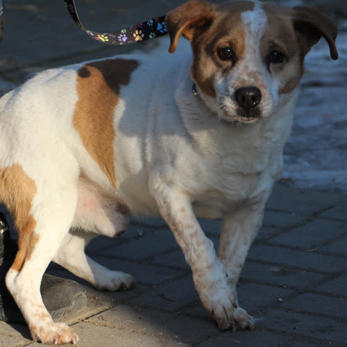 Psy ze schroniska do adopcji MAJLO 