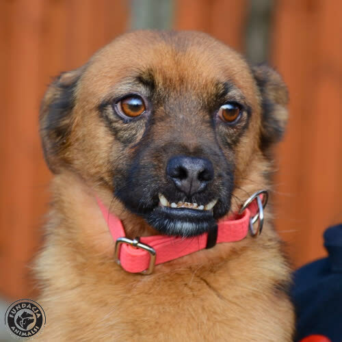 Psy ze schroniska do adopcji Nesti