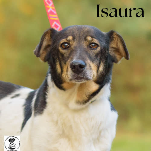 Psy ze schroniska do adopcji Isaura 