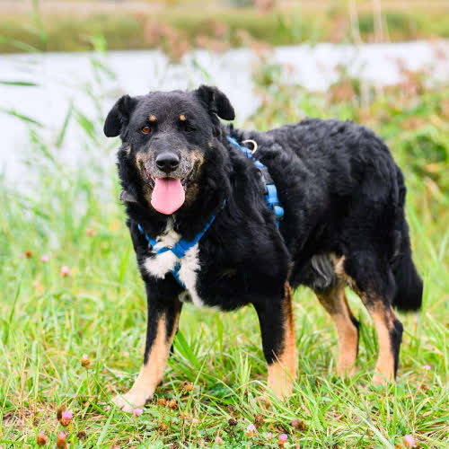 Psy ze schroniska do adopcji Bary